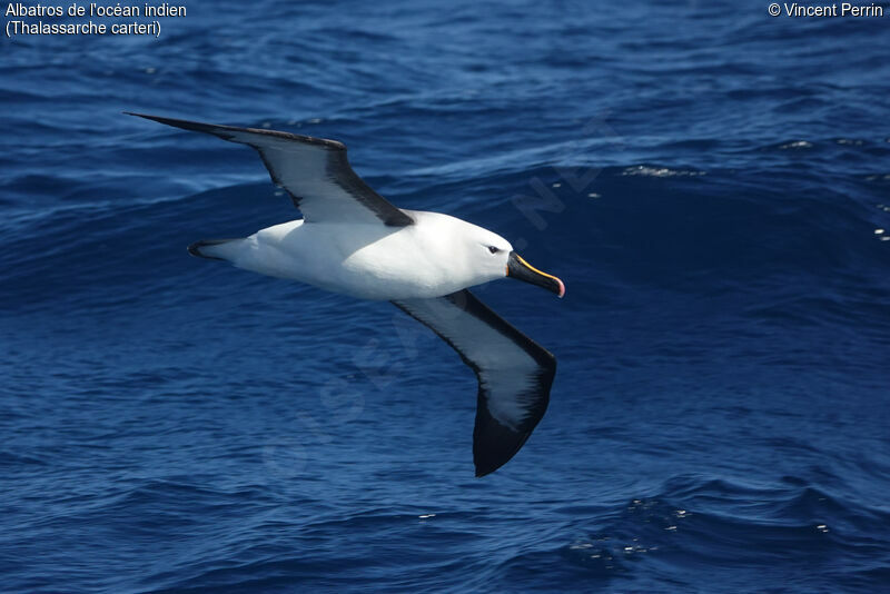 Indian Yellow-nosed Albatross