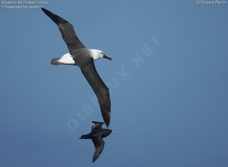 Albatros de l'océan indien