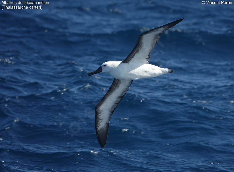 Indian Yellow-nosed Albatross