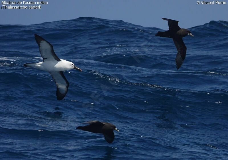 Albatros de l'océan indien