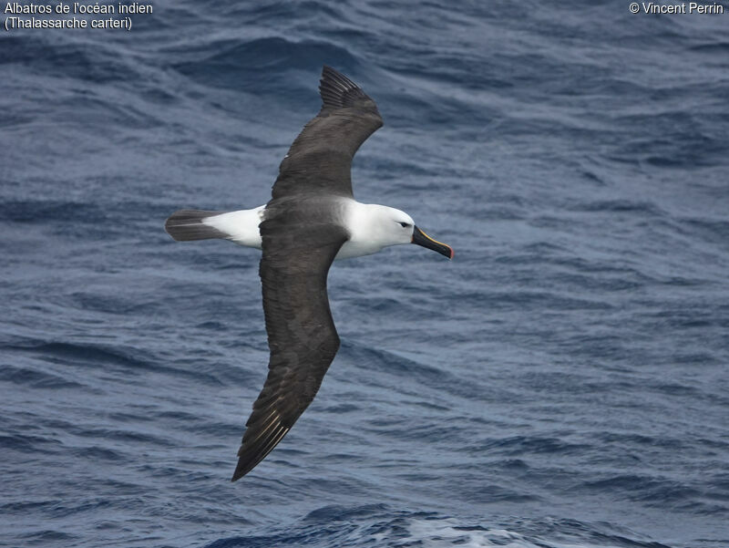 Indian Yellow-nosed Albatrossadult, Flight