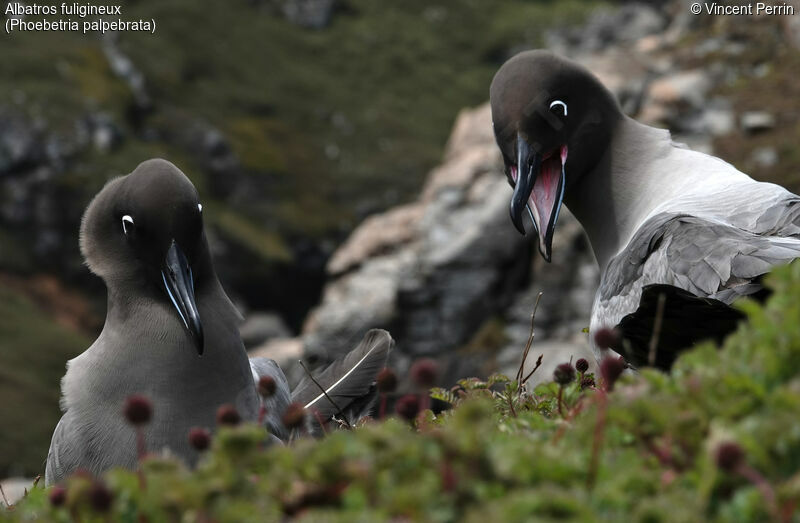 Light-mantled Albatross