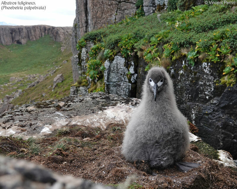 Light-mantled Albatross