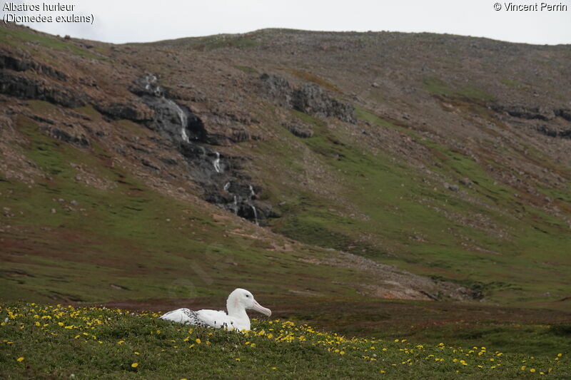 Albatros hurleuradulte, habitat, Nidification