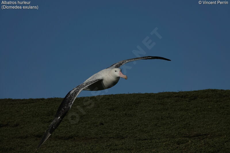 Albatros hurleuradulte, Vol