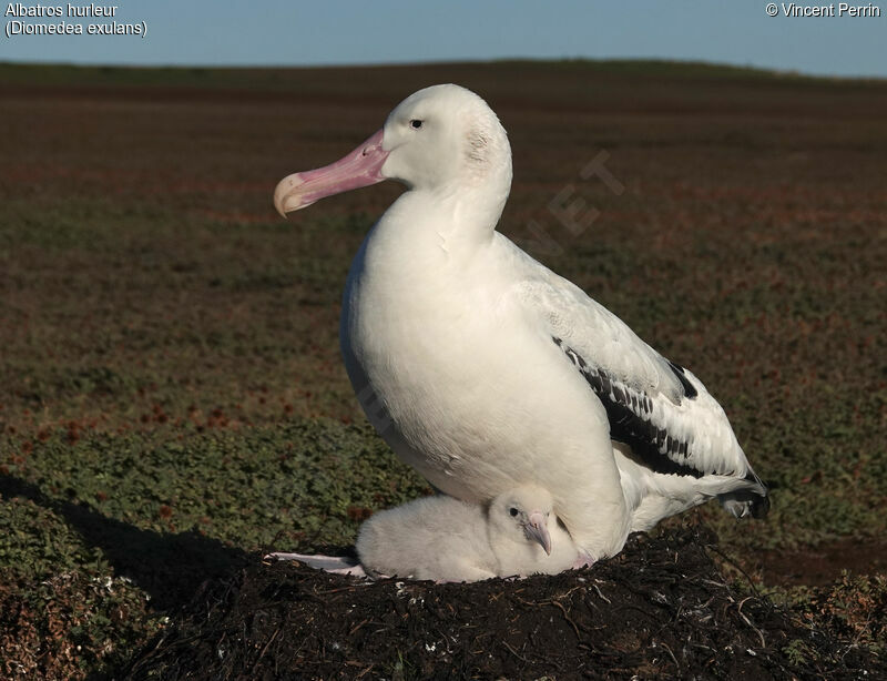 Snowy Albatross