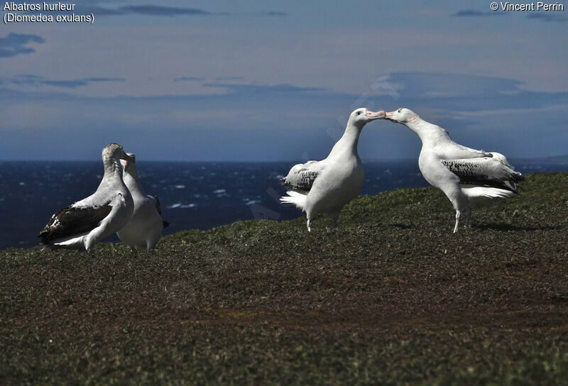 Snowy Albatross