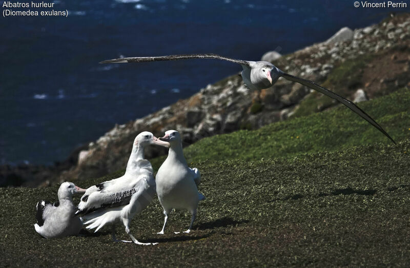 Snowy Albatross