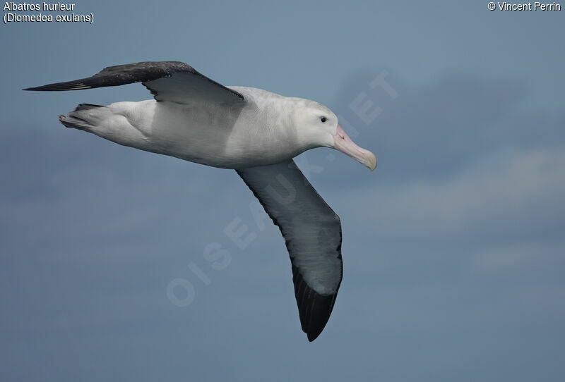 Albatros hurleuradulte, Vol