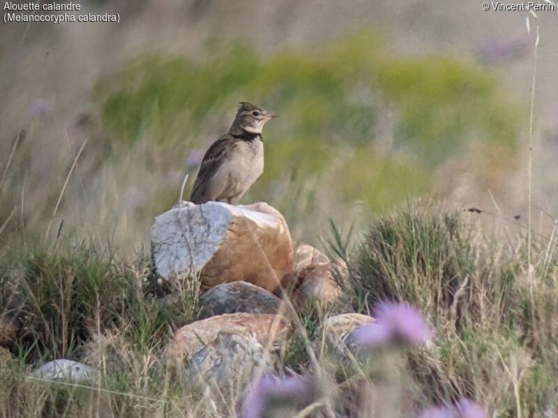 Calandra Larkadult