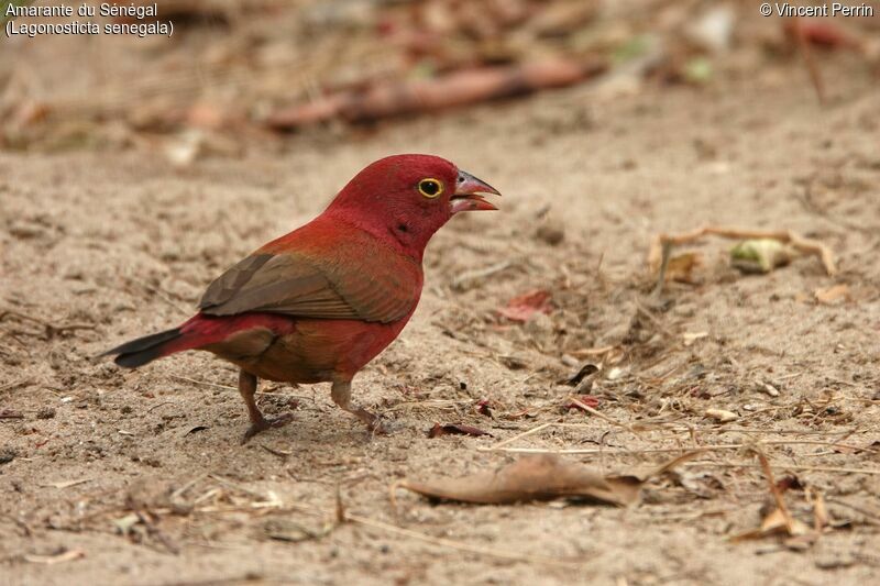 Red-billed Firefinch male adult