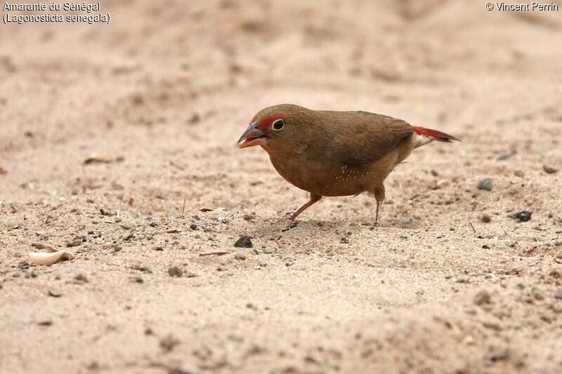 Red-billed Firefinch female adult, eats