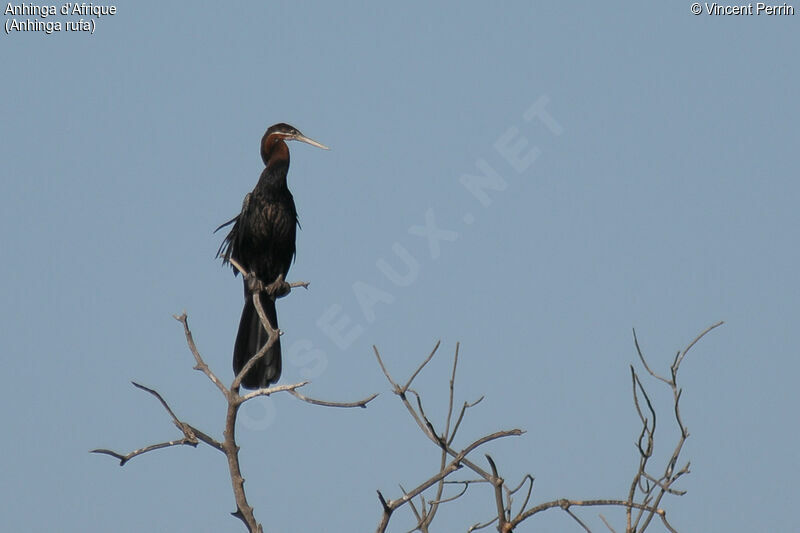 African Darter