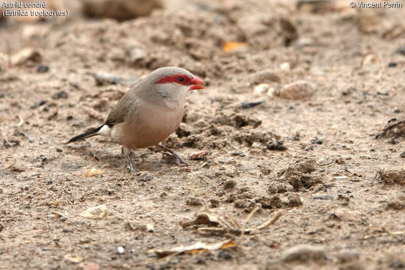 Black-rumped Waxbilladult