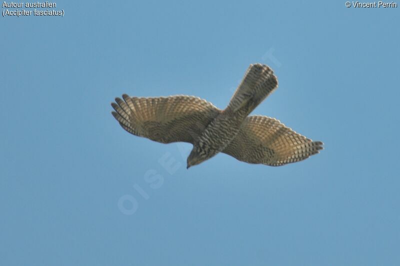 Brown Goshawk