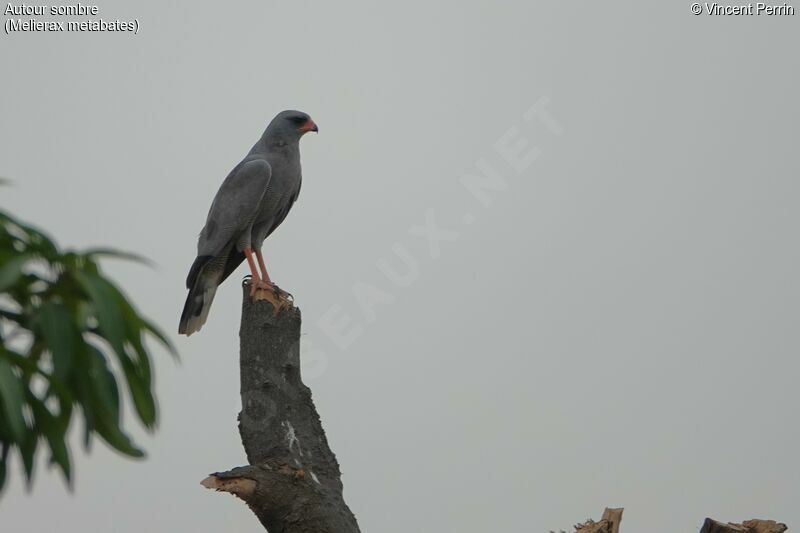 Dark Chanting Goshawk