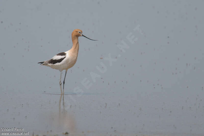 American Avocet female adult, identification