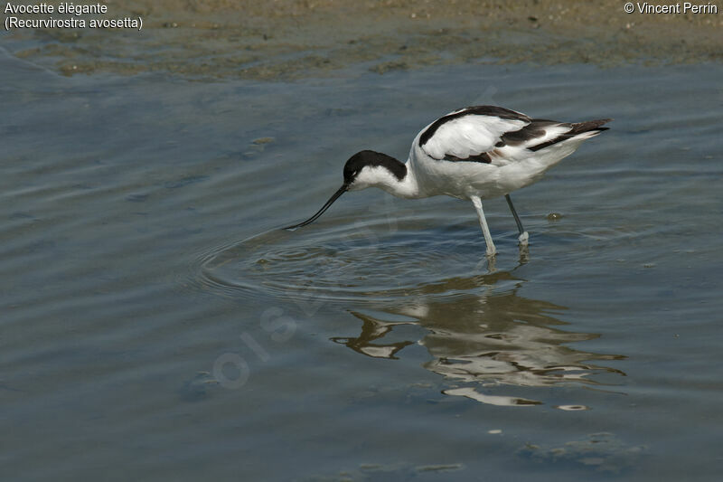 Avocette éléganteadulte