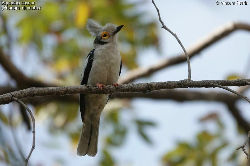 White-crested Helmetshrike