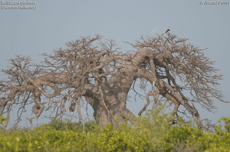 Osprey, habitat