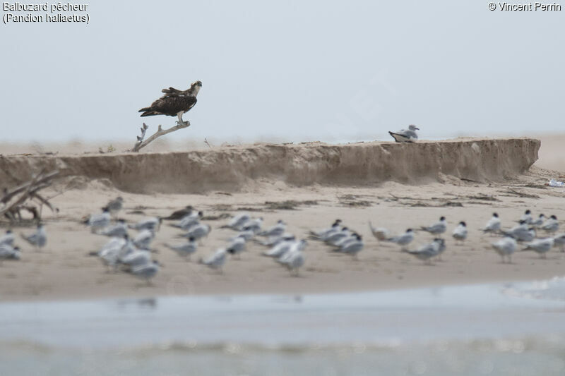 Balbuzard pêcheur, habitat