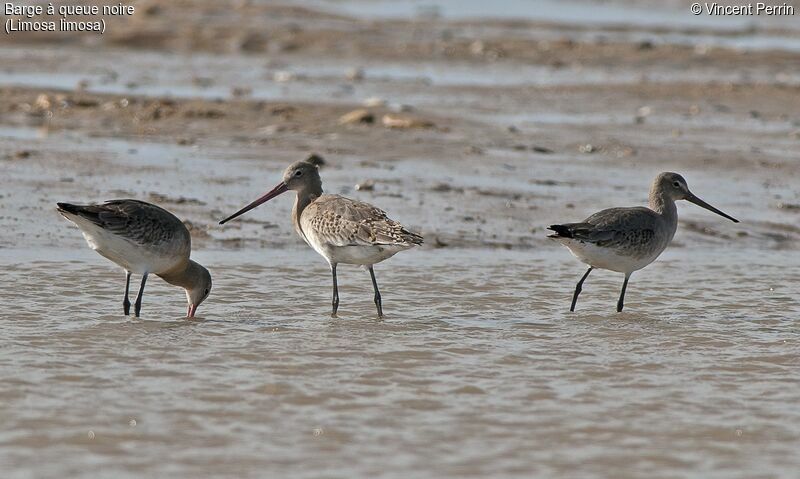 Black-tailed Godwit