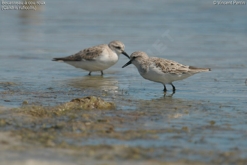 Red-necked Stint