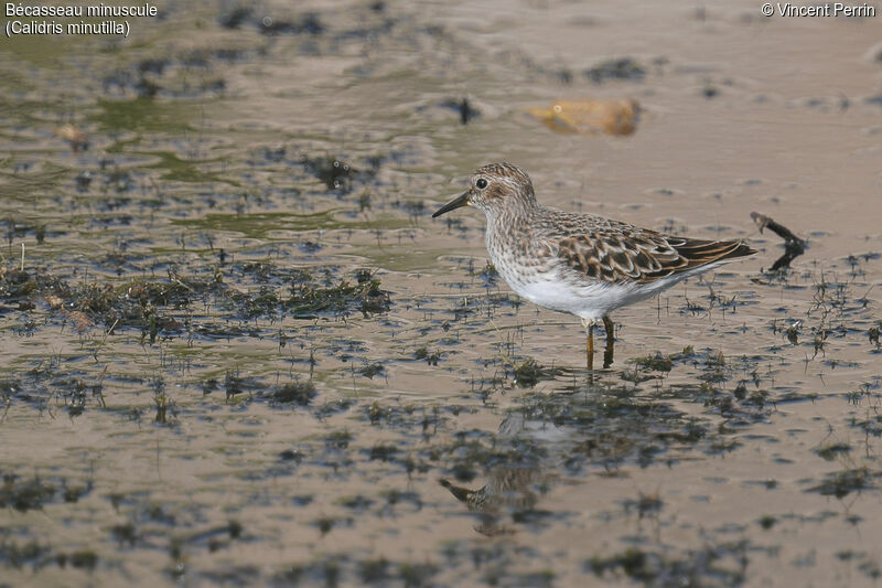 Least Sandpiper