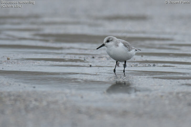 Sanderling