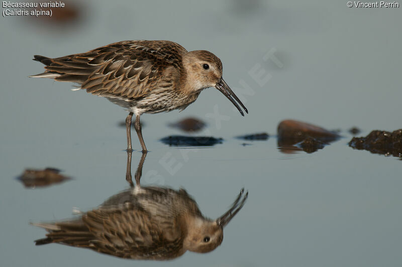 Bécasseau variable1ère année