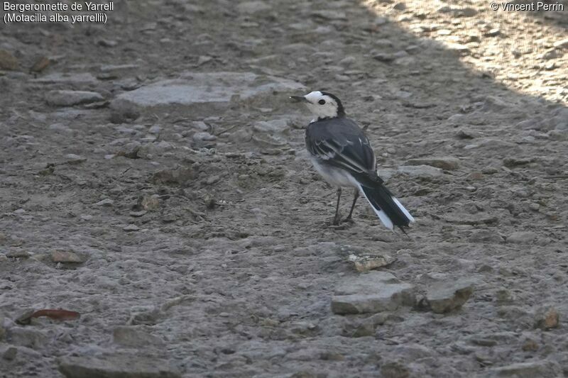 White Wagtail (yarrellii)