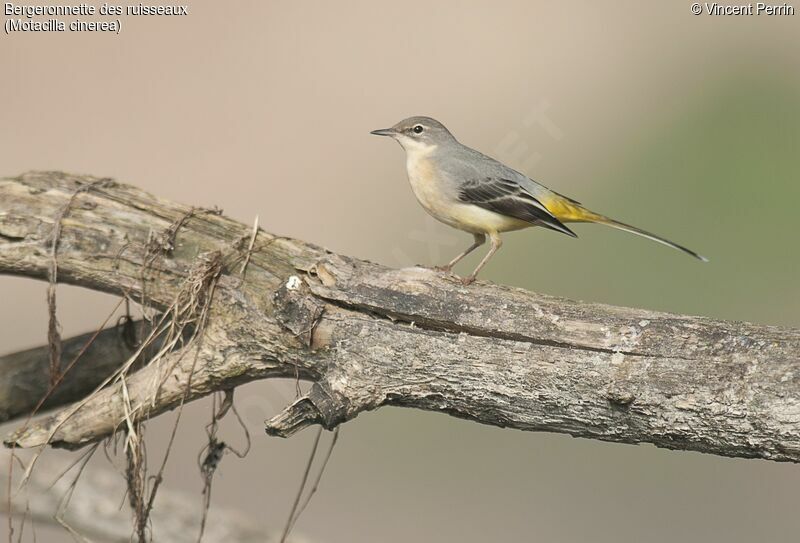 Grey Wagtailimmature