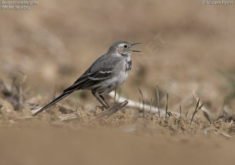 White Wagtail