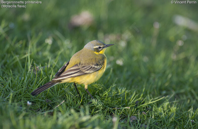 Western Yellow Wagtail male adult breeding