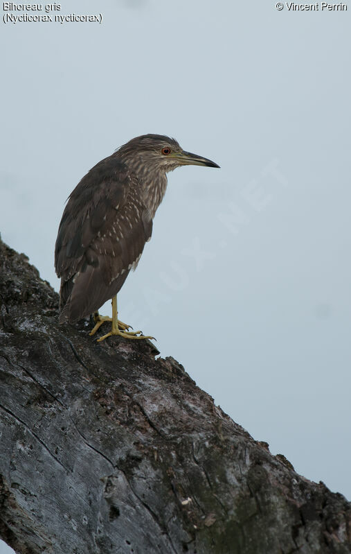 Black-crowned Night Heronimmature