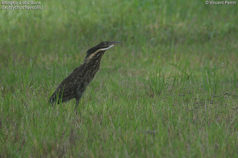 Black Bittern