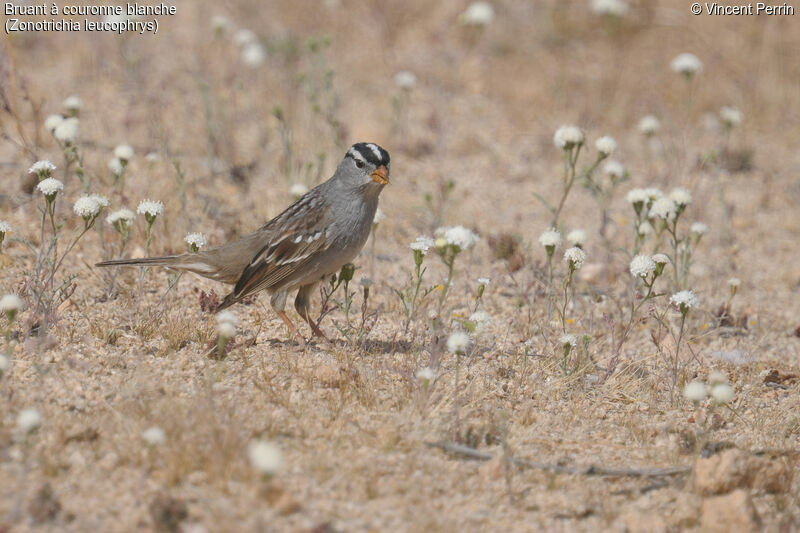 White-crowned Sparrowadult