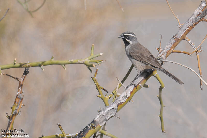 Black-throated Sparrowadult