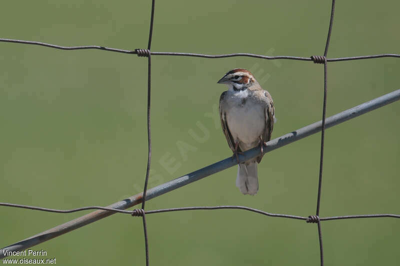 Lark Sparrowadult, pigmentation