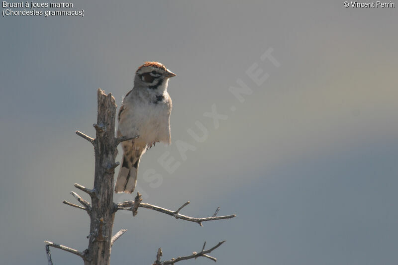 Lark Sparrowadult