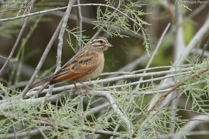 Gosling's Bunting