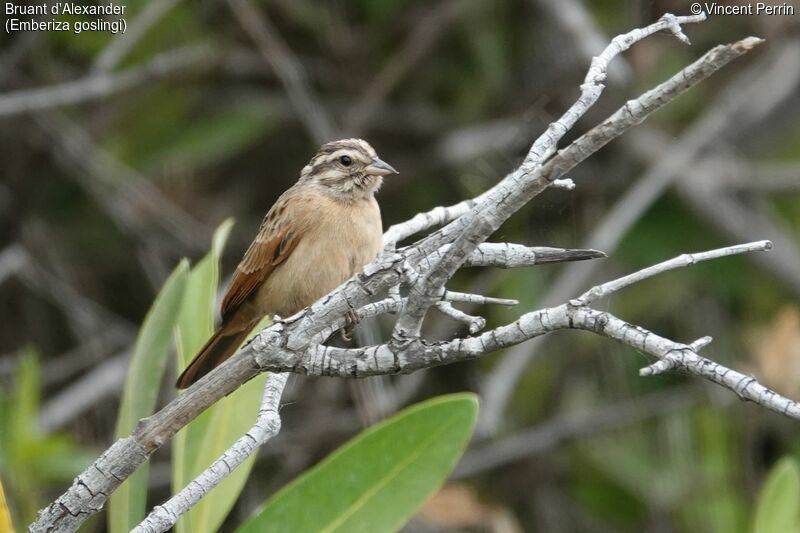 Gosling's Bunting