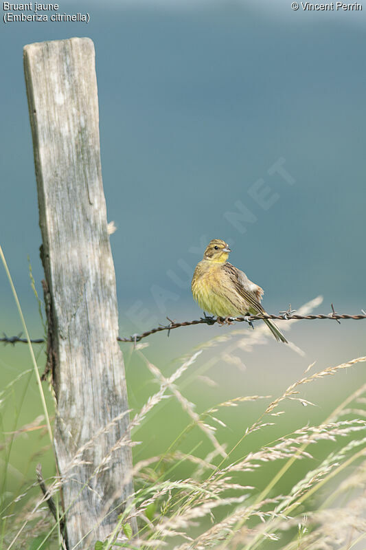 Yellowhammeradult, song