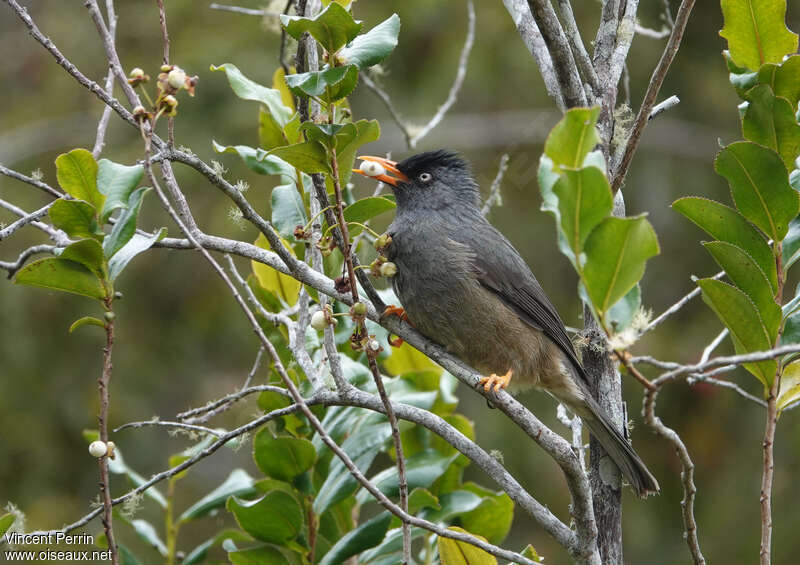 Bulbul de Bourbonadulte, mange