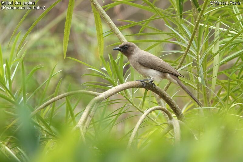 Bulbul des jardins