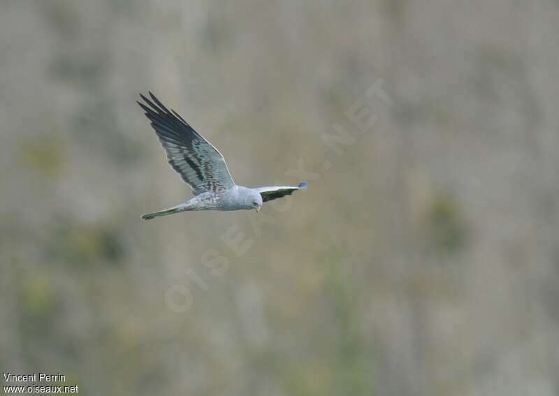 Busard cendré mâle adulte, pêche/chasse