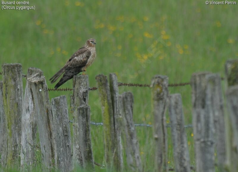 Montagu's Harrier female adult