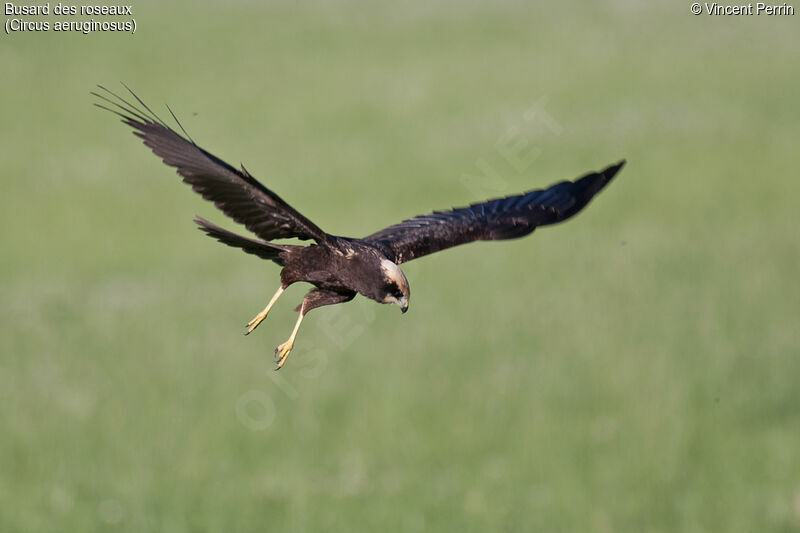 Western Marsh HarrierFirst year