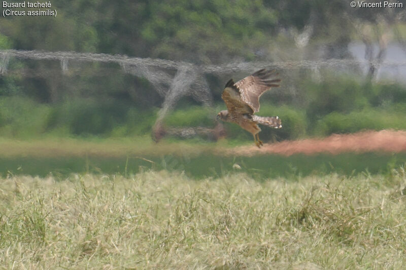 Spotted Harrieradult