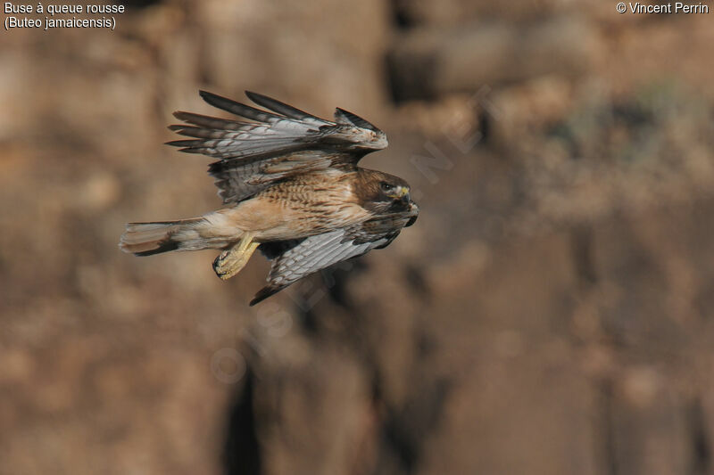 Red-tailed Hawkadult